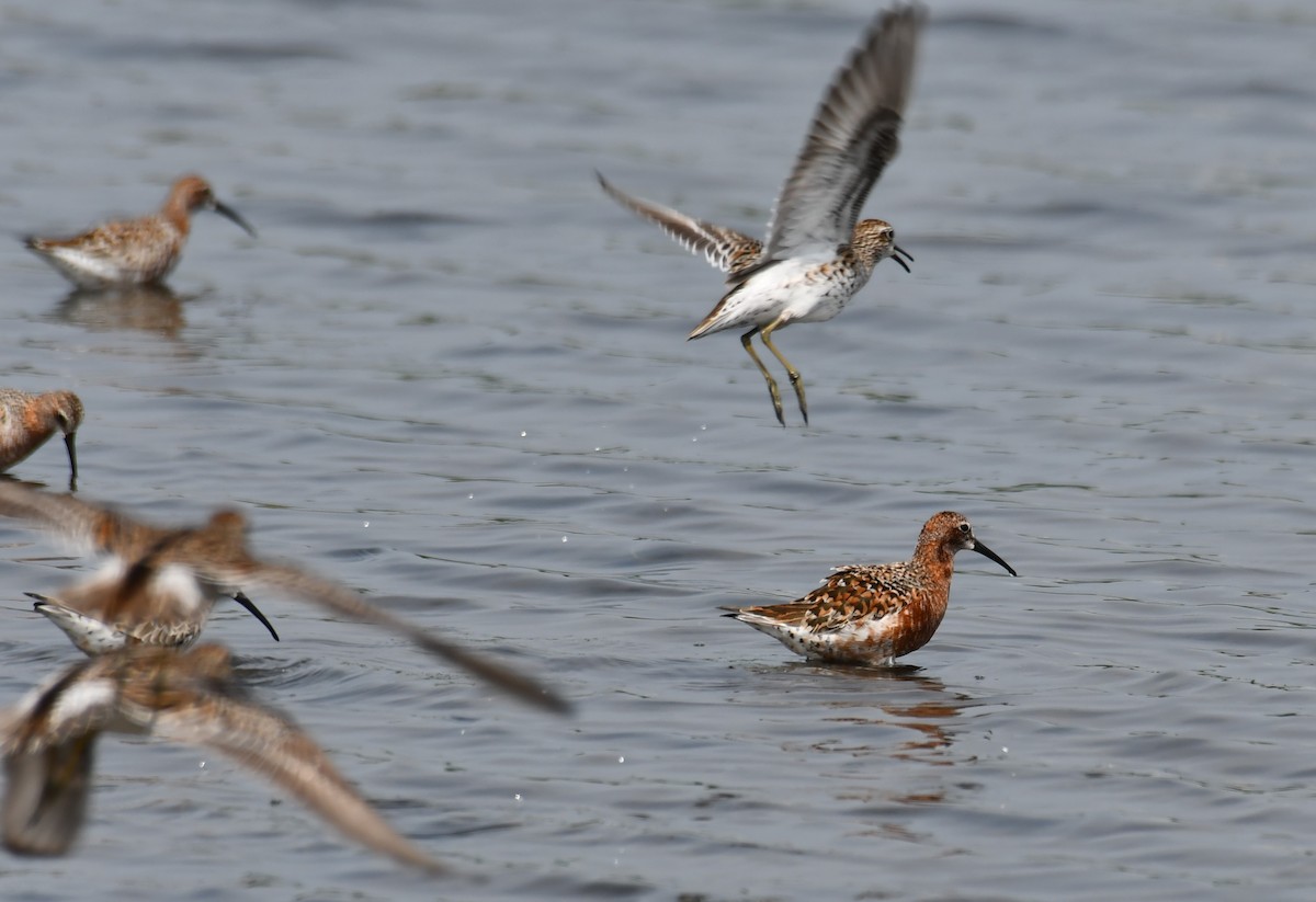 Curlew Sandpiper - ML441237961