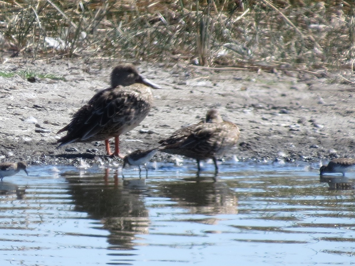 Green-winged Teal - ML44123871