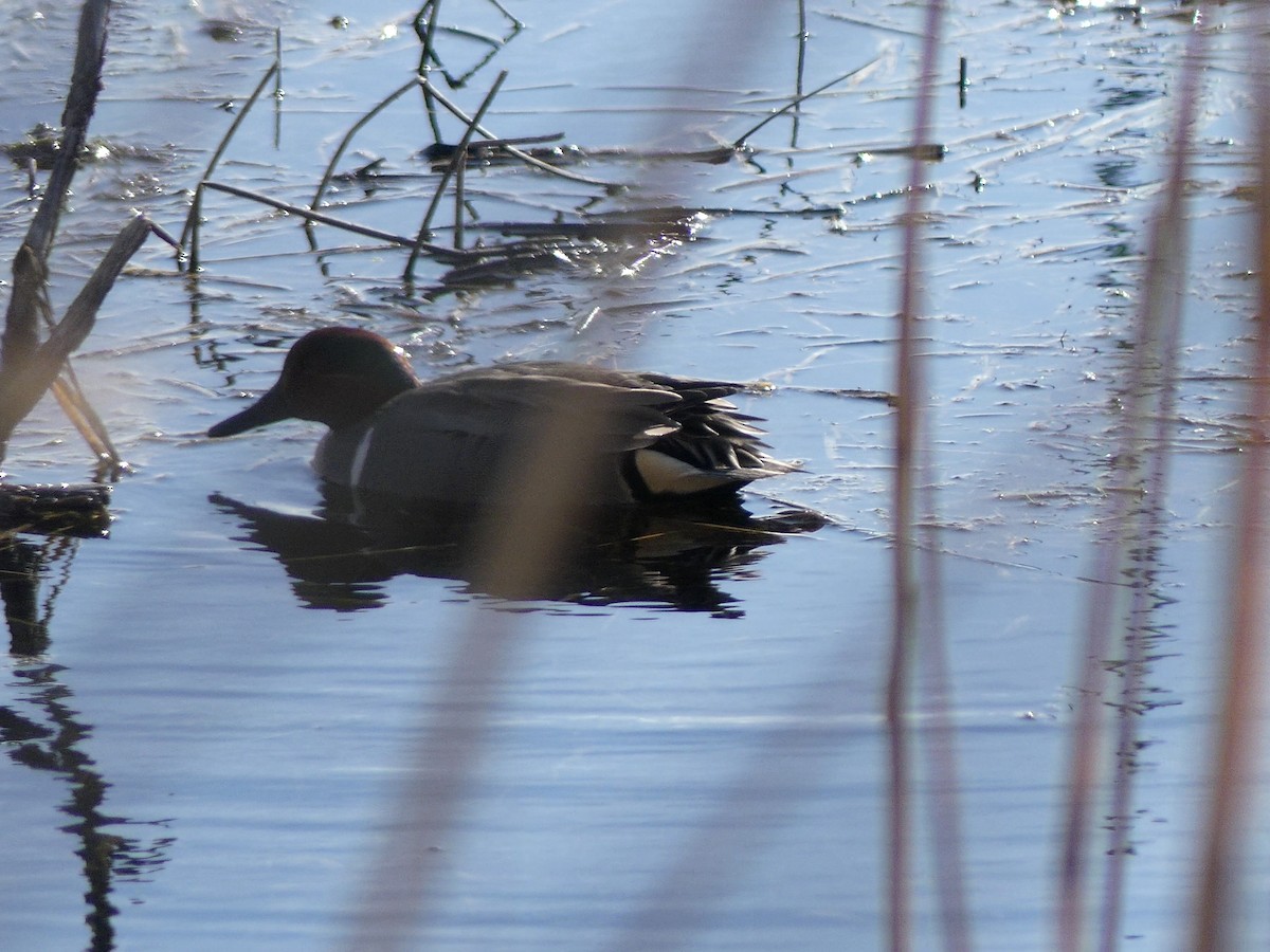 Green-winged Teal - ML441239601