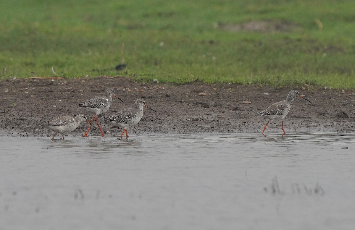 Spotted Redshank - ML441240081
