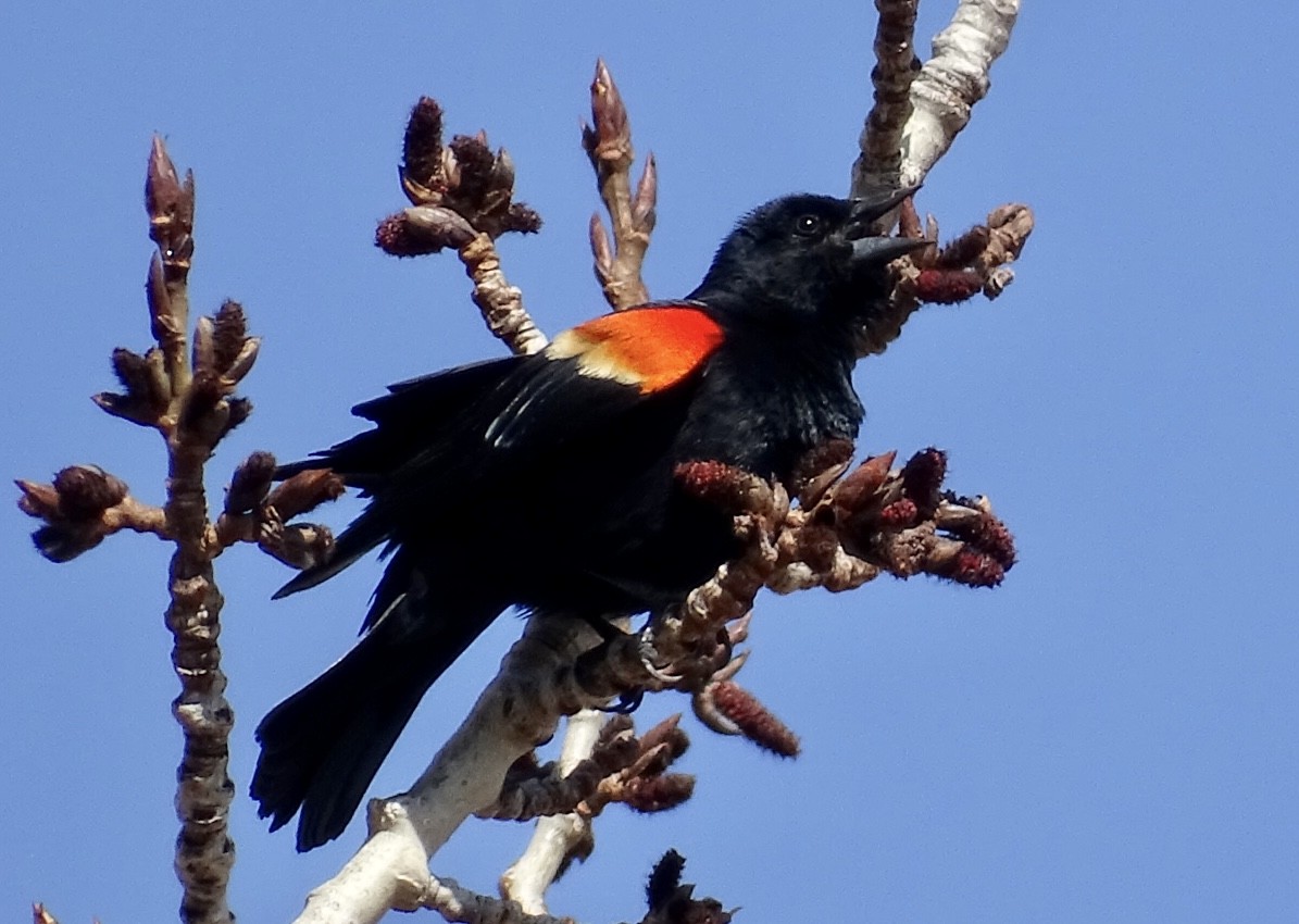 Red-winged Blackbird - ML441240321