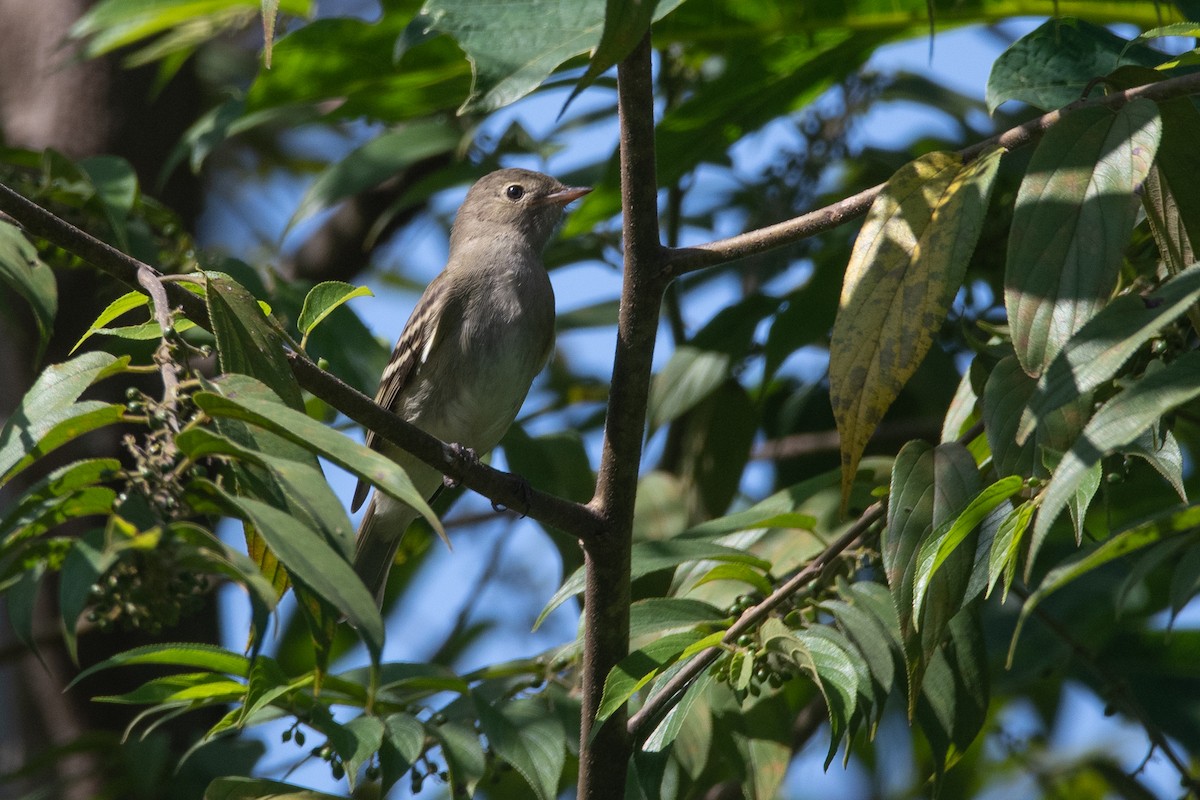 Small-billed Elaenia - Pablo Re