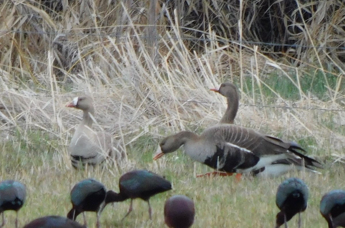 Greater White-fronted Goose - ML441241441