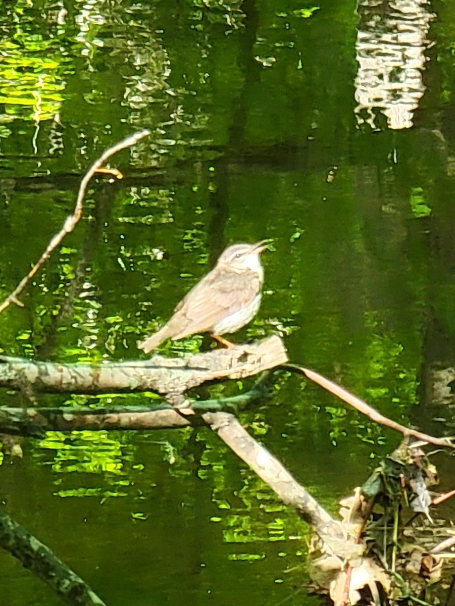 Louisiana Waterthrush - ML441243491
