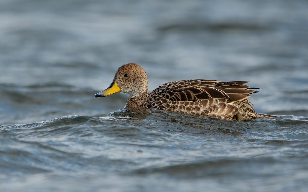 Yellow-billed Pintail - Mason Maron