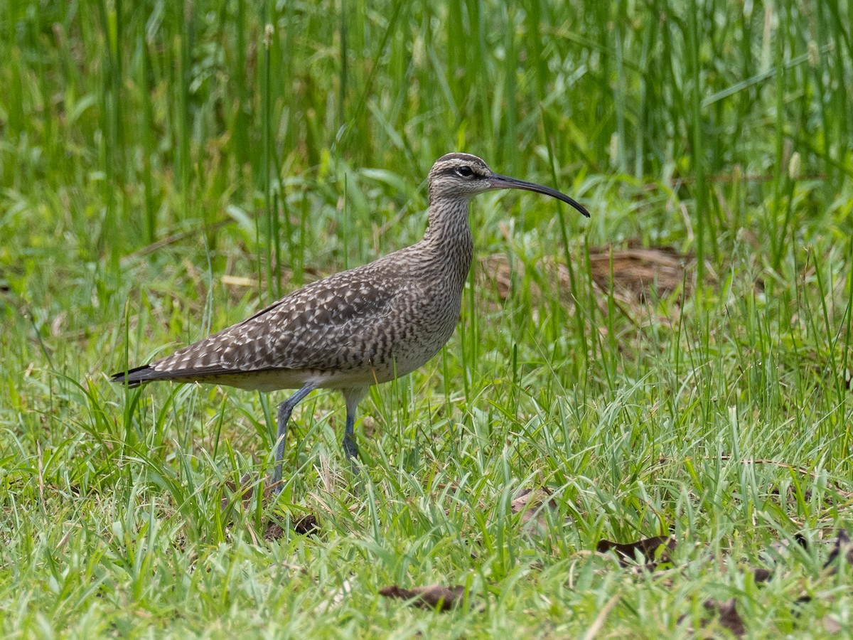 Regenbrachvogel - ML441244241