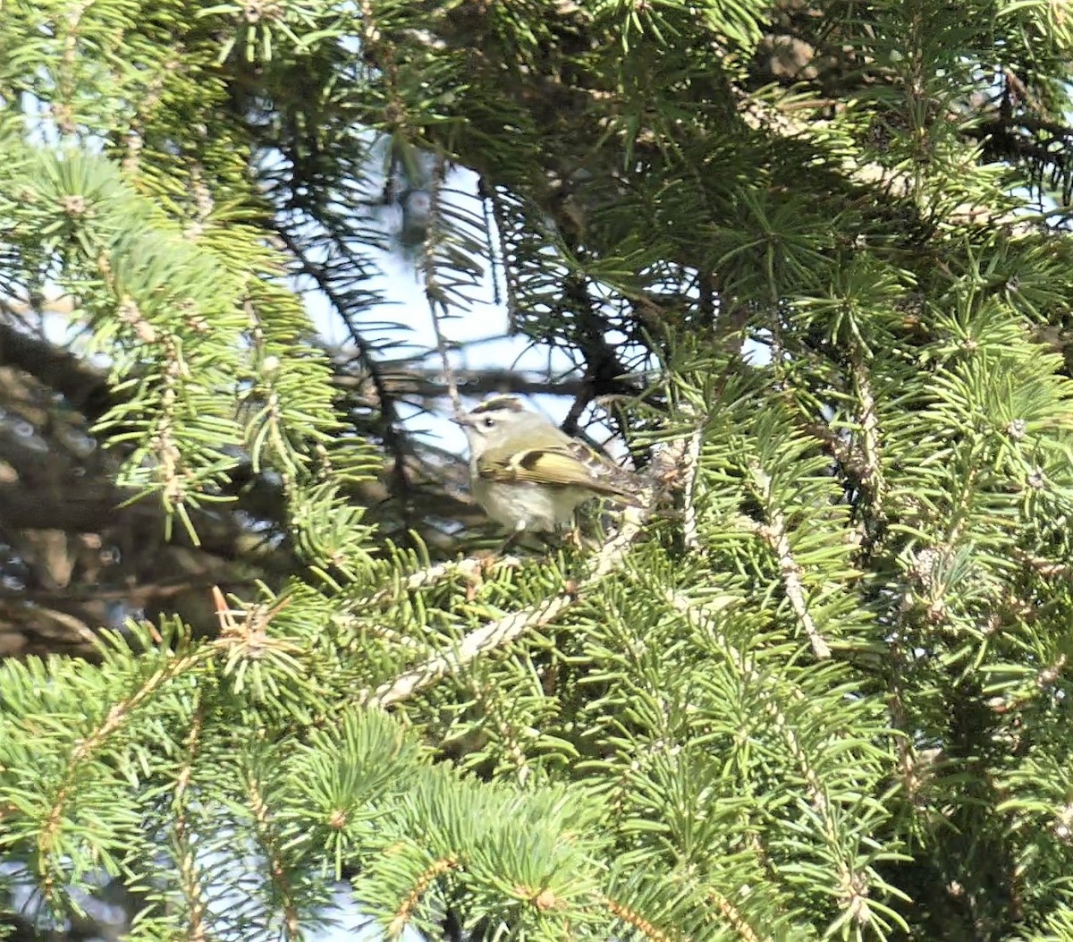 Golden-crowned Kinglet - André Labelle