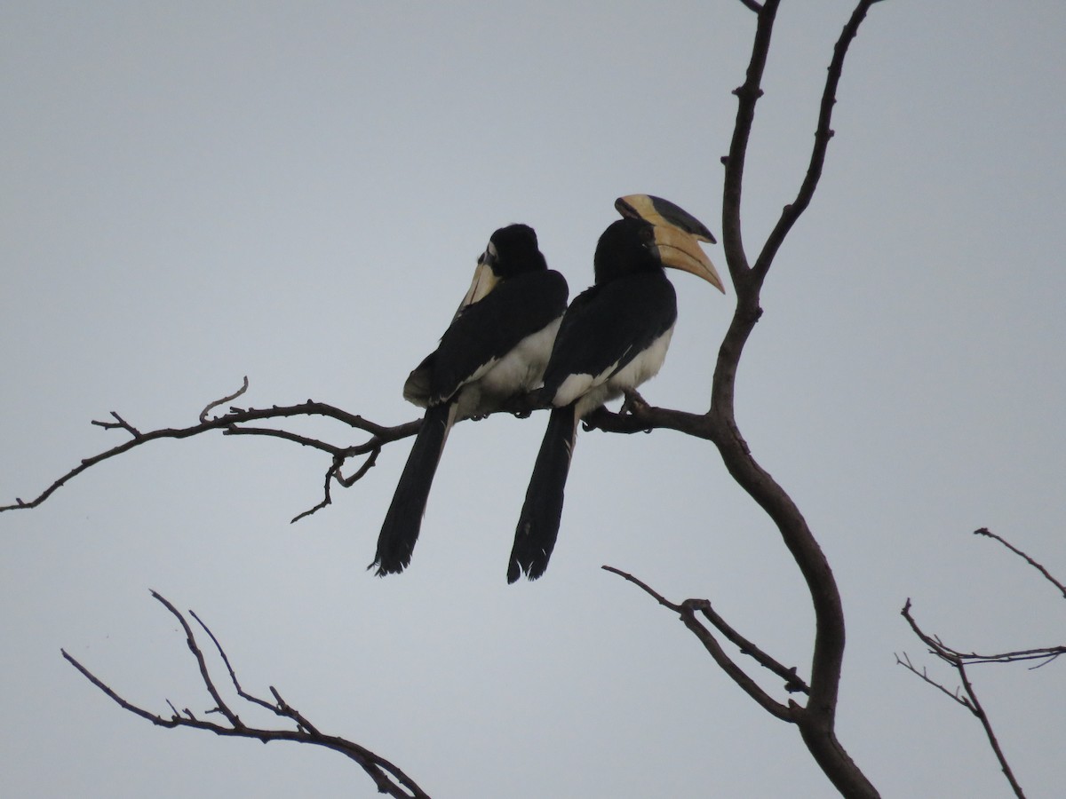 Malabar Pied-Hornbill - ML44124501