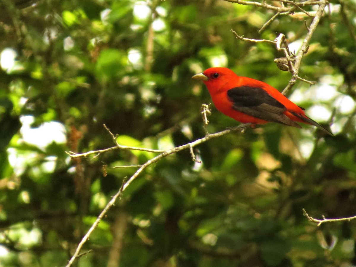 Scarlet Tanager - ML441245401