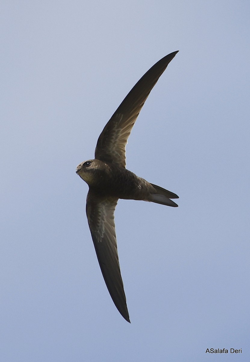 Mottled Swift - ML441245581