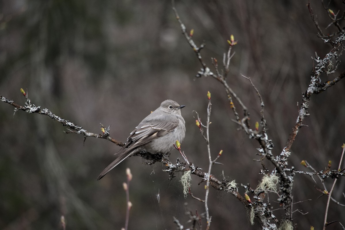 Townsend's Solitaire - ML441246121