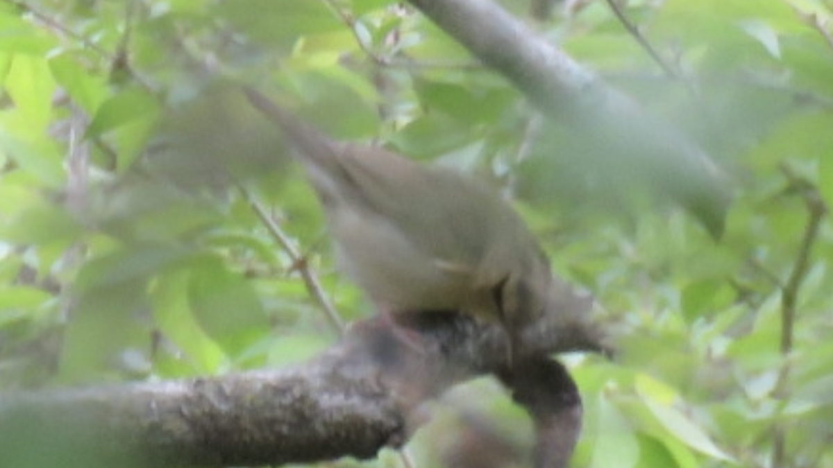 Paruline vermivore - ML441247751