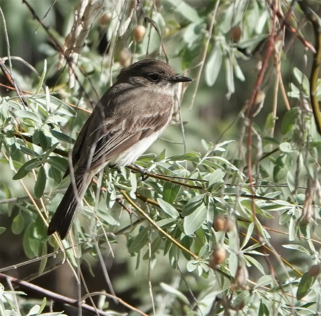 Eastern Phoebe - ML441248301