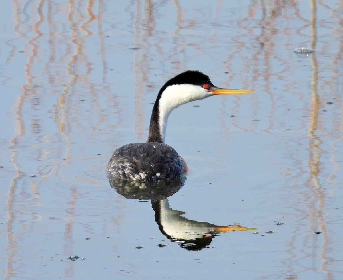 Western Grebe - Jan Thom