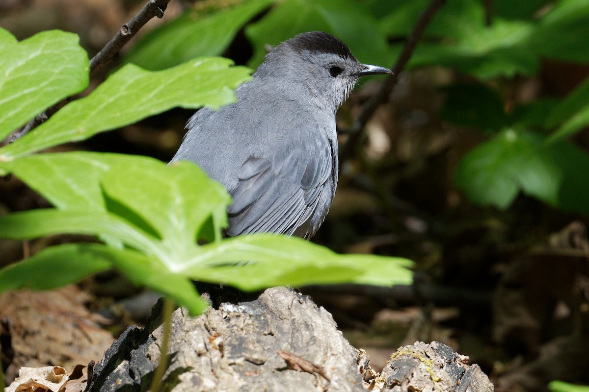 Gray Catbird - ML441251421