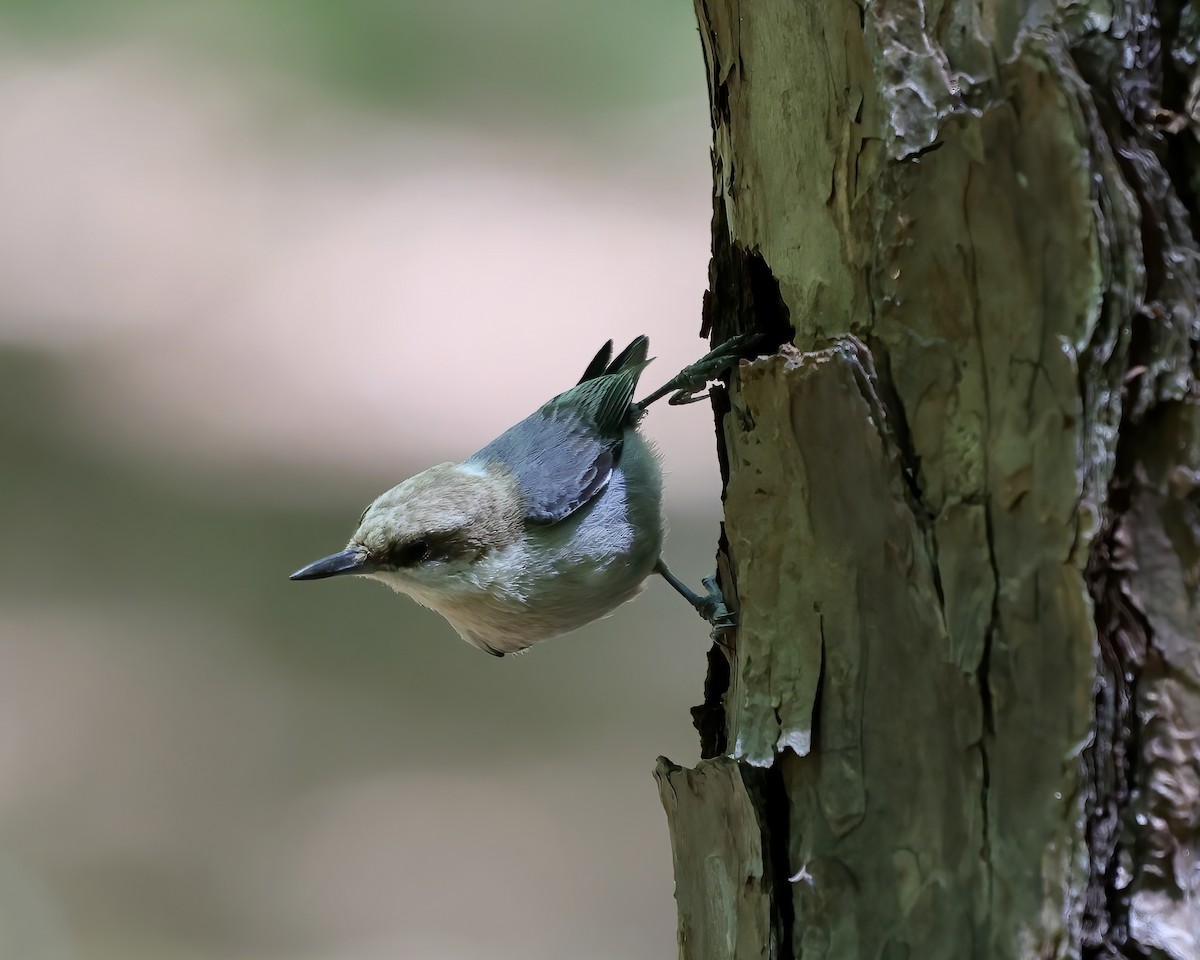 Brown-headed Nuthatch - Debbie Kosater