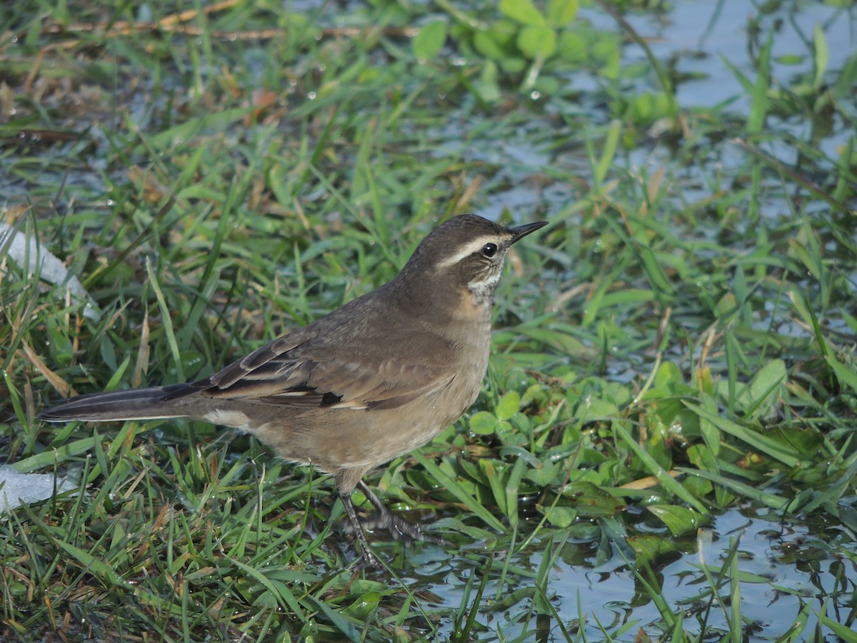 Buff-winged Cinclodes - ML441252151