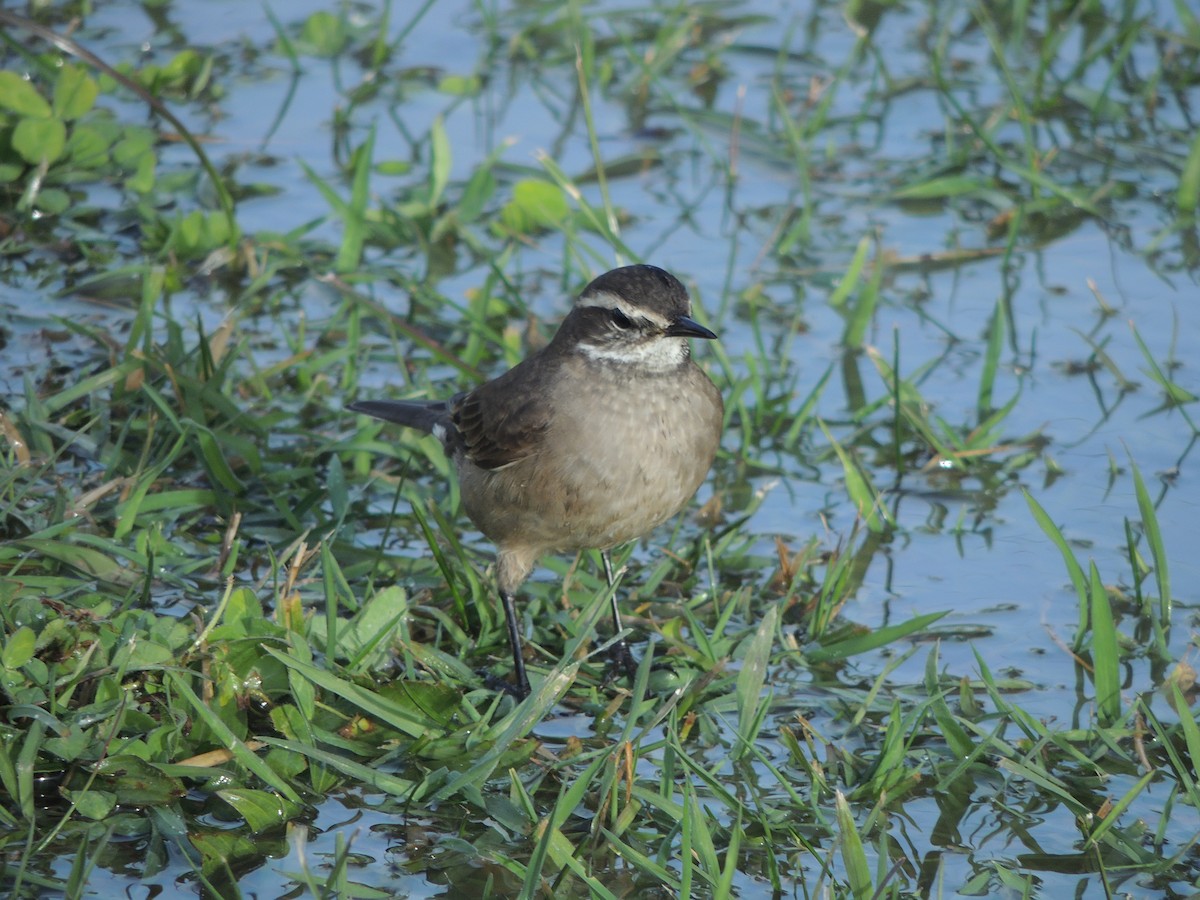 Buff-winged Cinclodes - ML441252361