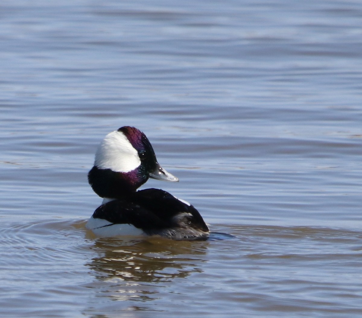 Bufflehead - ML441254131