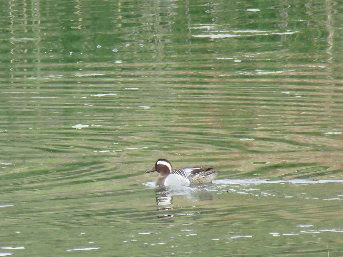 Garganey - Navid Hormozi