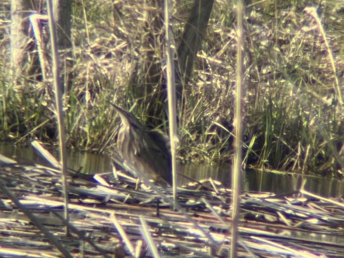 American Bittern - ML441255731