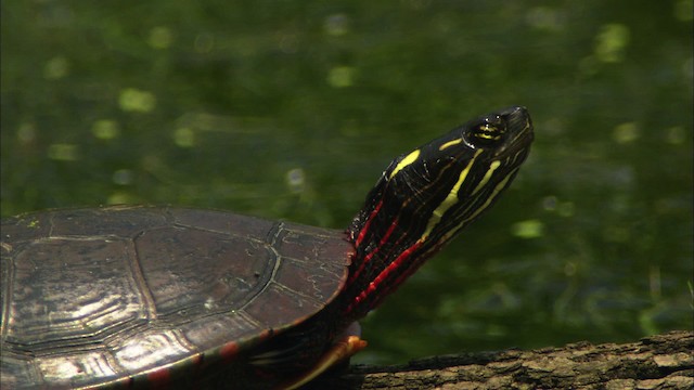 Painted Turtle - ML441258