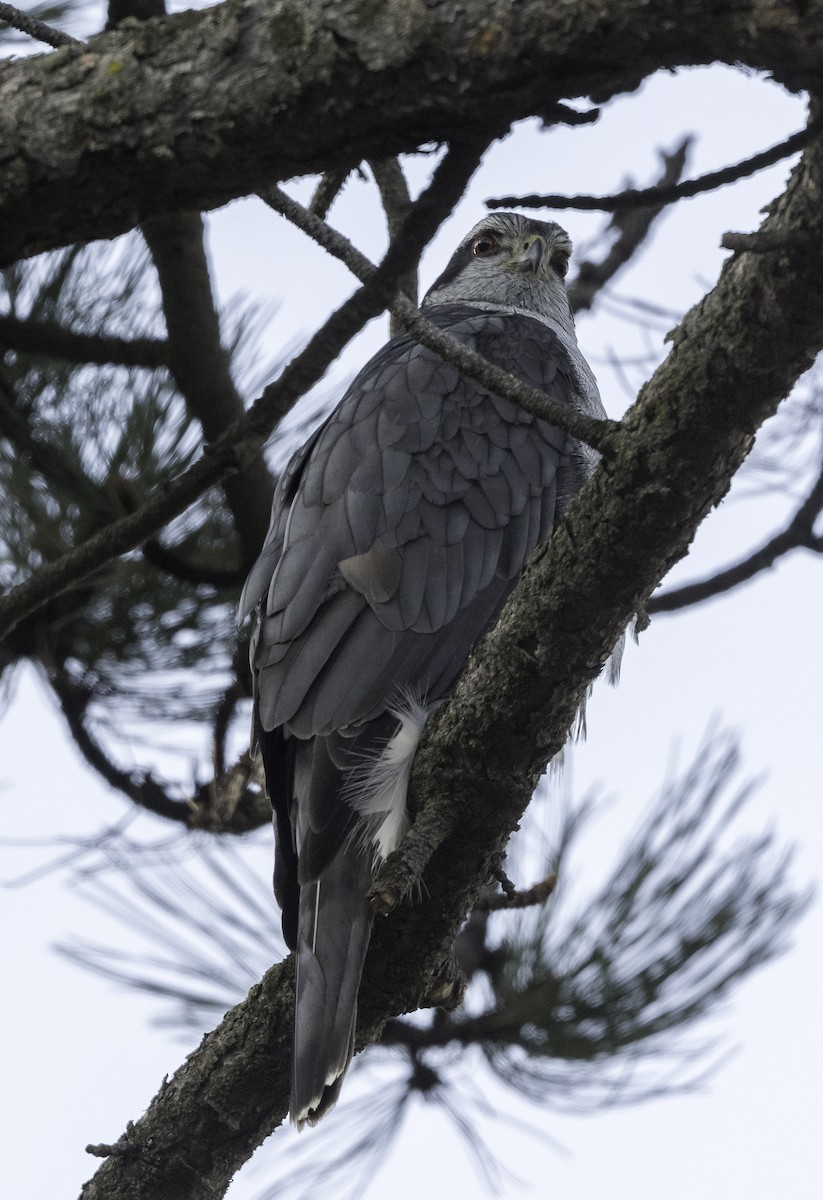 American Goshawk - ML441258461