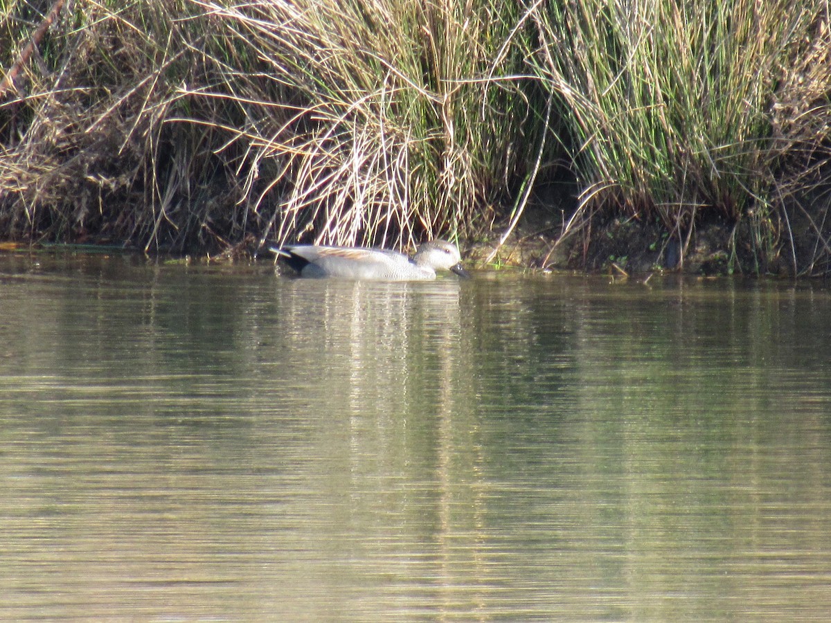 Schnatterente - ML44125891