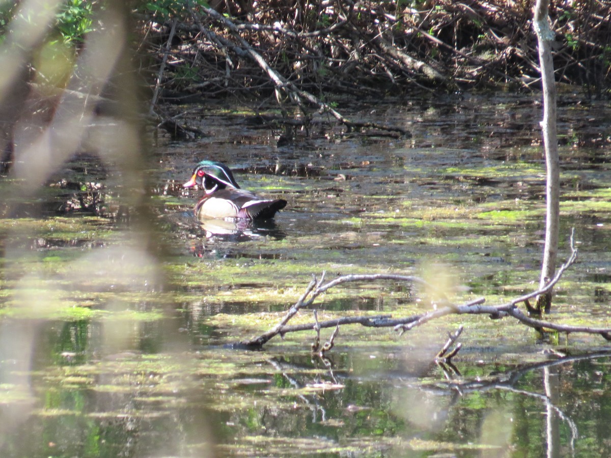 Wood Duck - ML441261771