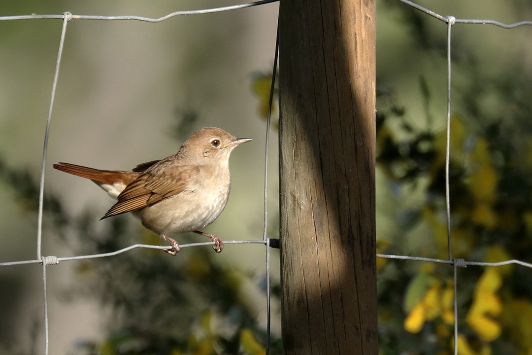 Common Nightingale - ML441262031