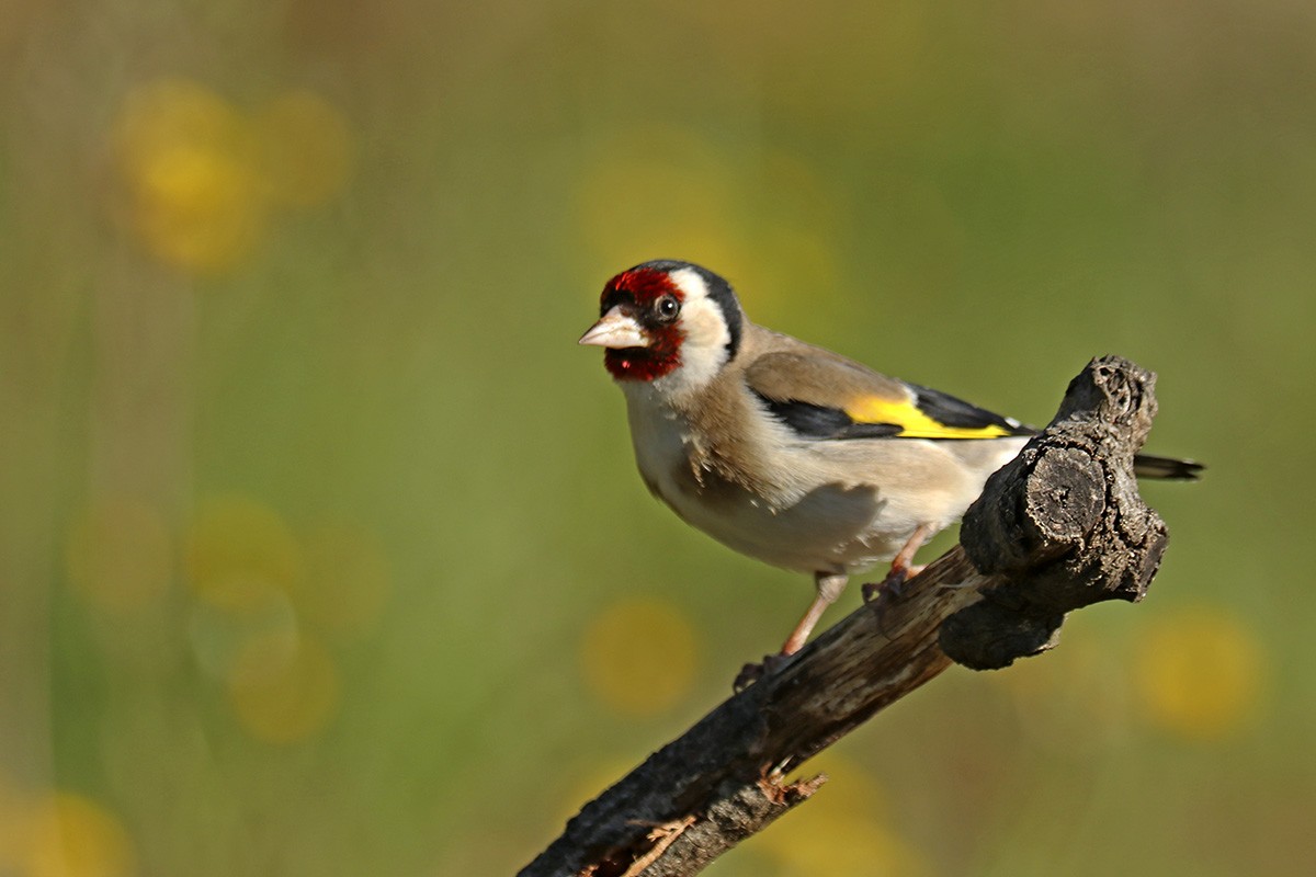 European Goldfinch - Francisco Barroqueiro