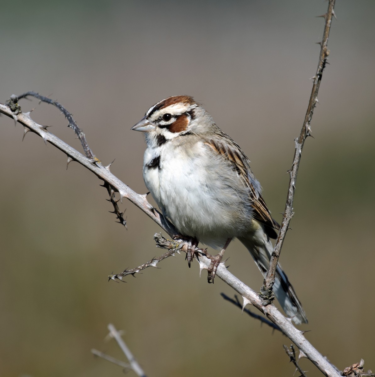 Lark Sparrow - ML441263361