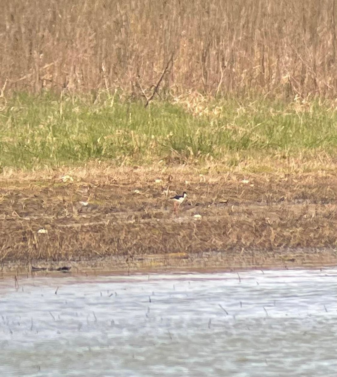 Black-necked Stilt - ML441264951