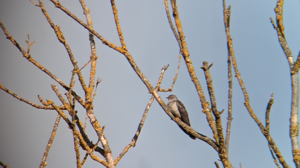 Common Cuckoo - ML441265191