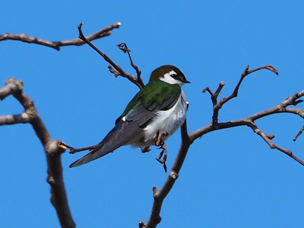 Violet-green Swallow - Freya Sommer