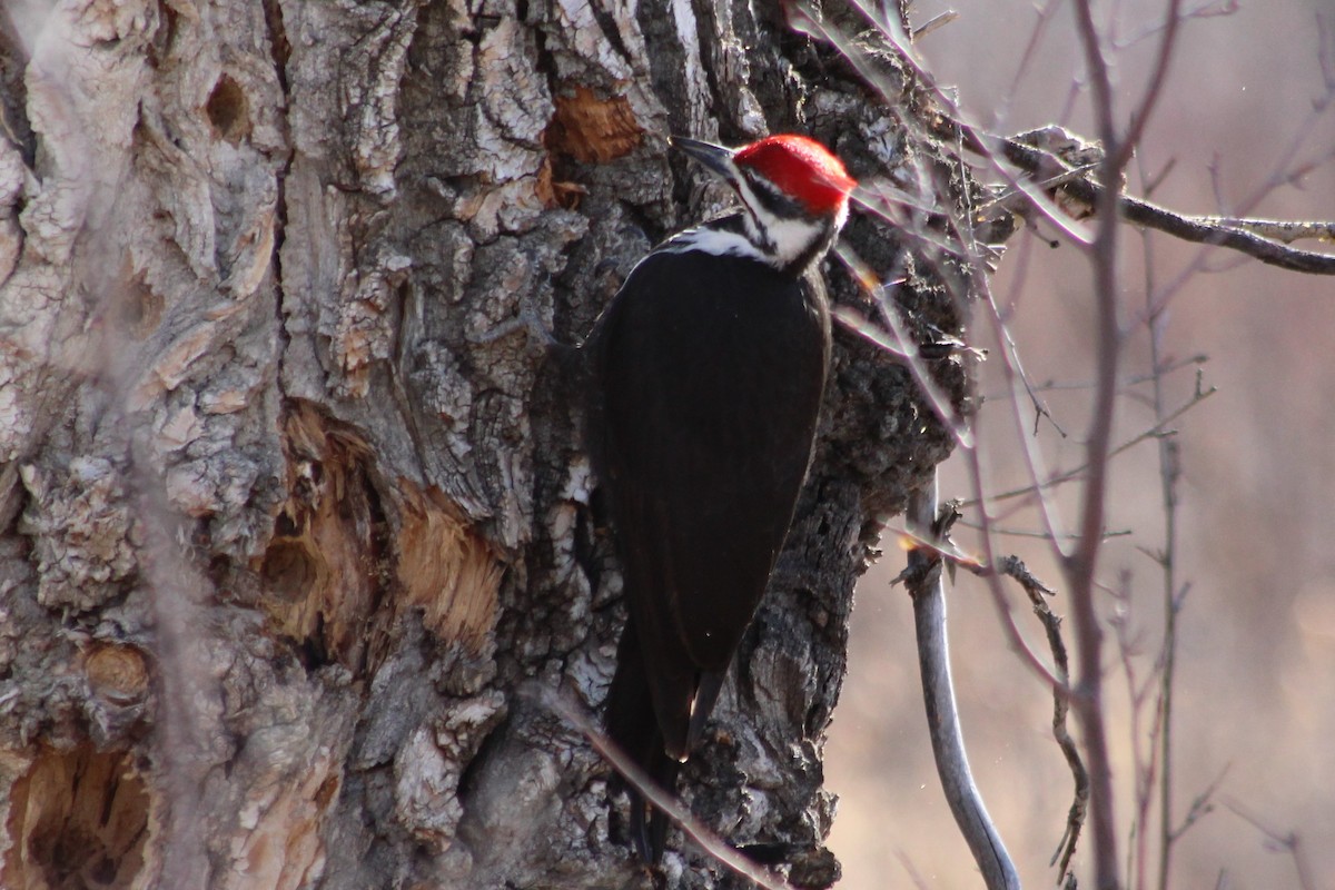 Pileated Woodpecker - LaDona Ahenda