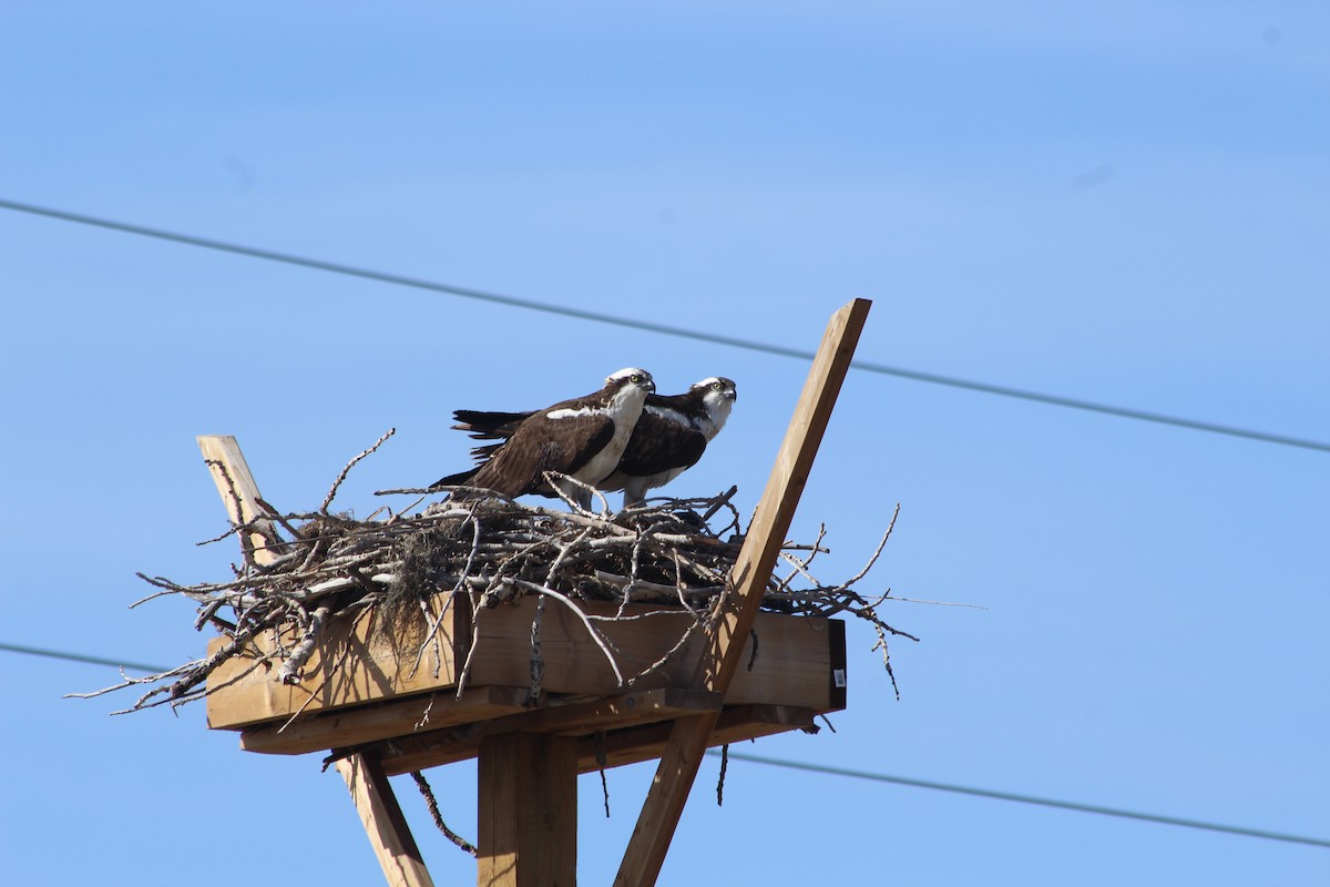 Osprey - LaDona Ahenda