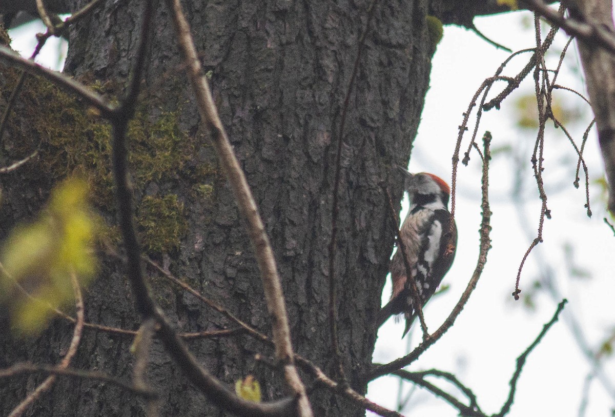 Middle Spotted Woodpecker - ML441266301