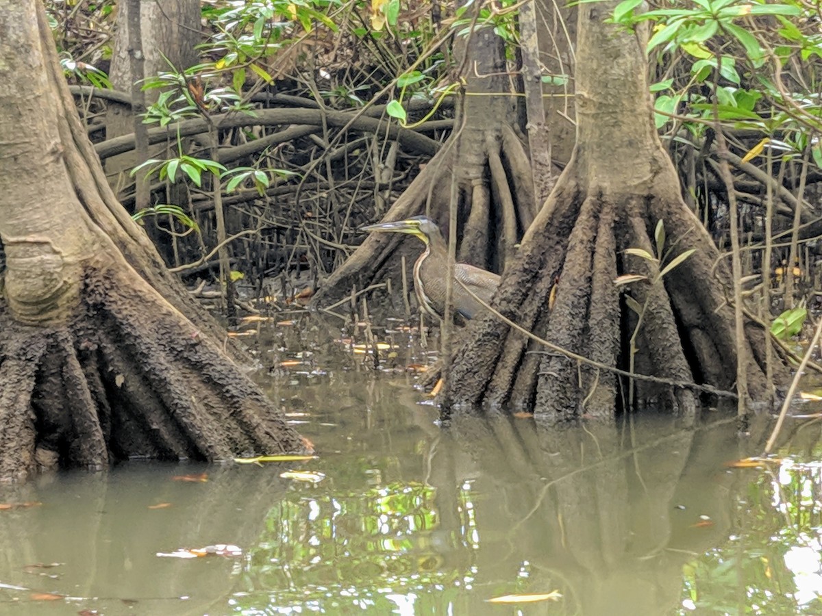 Bare-throated Tiger-Heron - ML441266841