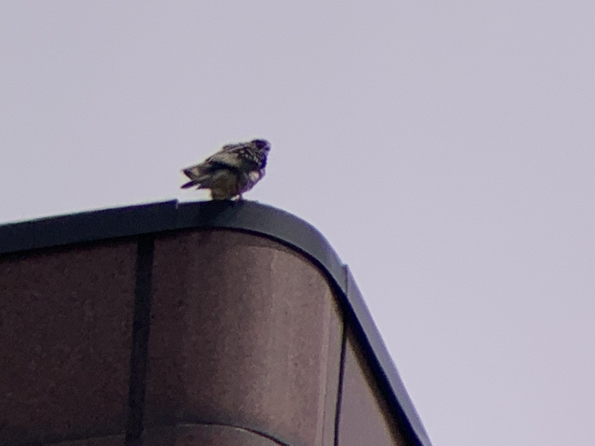 Peregrine Falcon - ML441267051