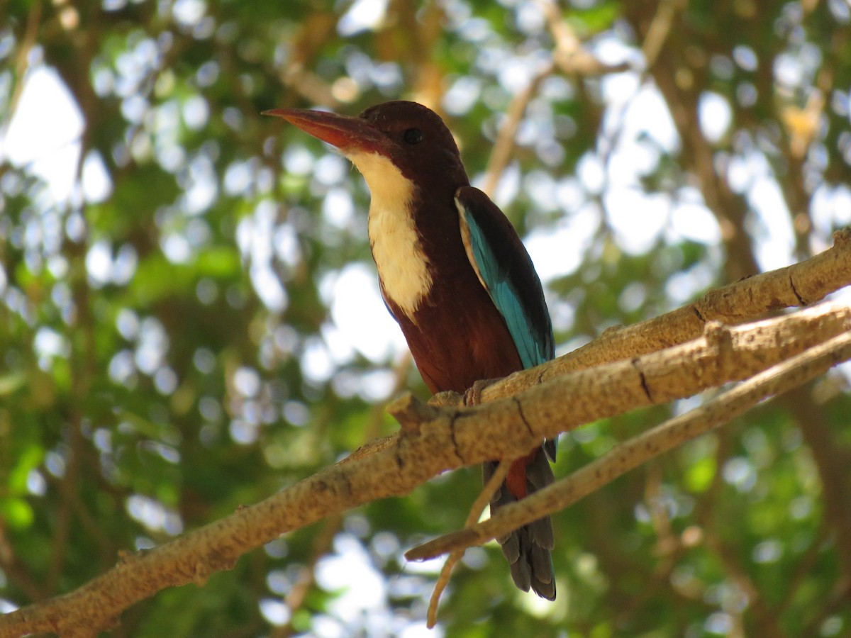 White-throated Kingfisher - ML441268041