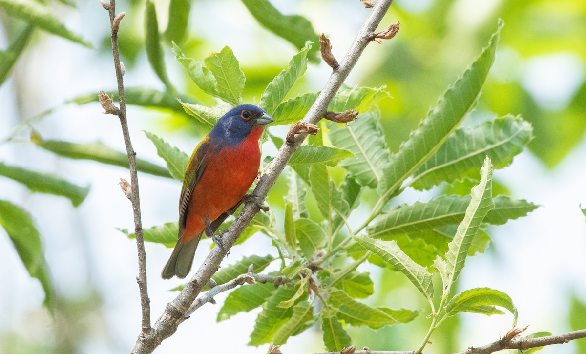 Painted Bunting - ML441268641