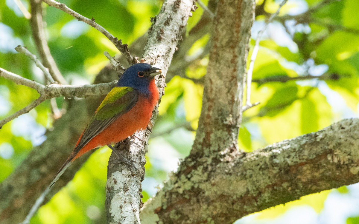 Painted Bunting - ML441268651