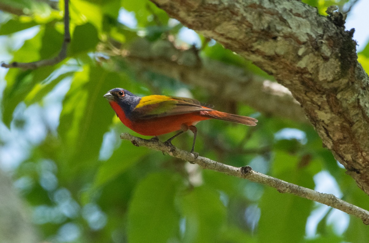 Painted Bunting - ML441268661