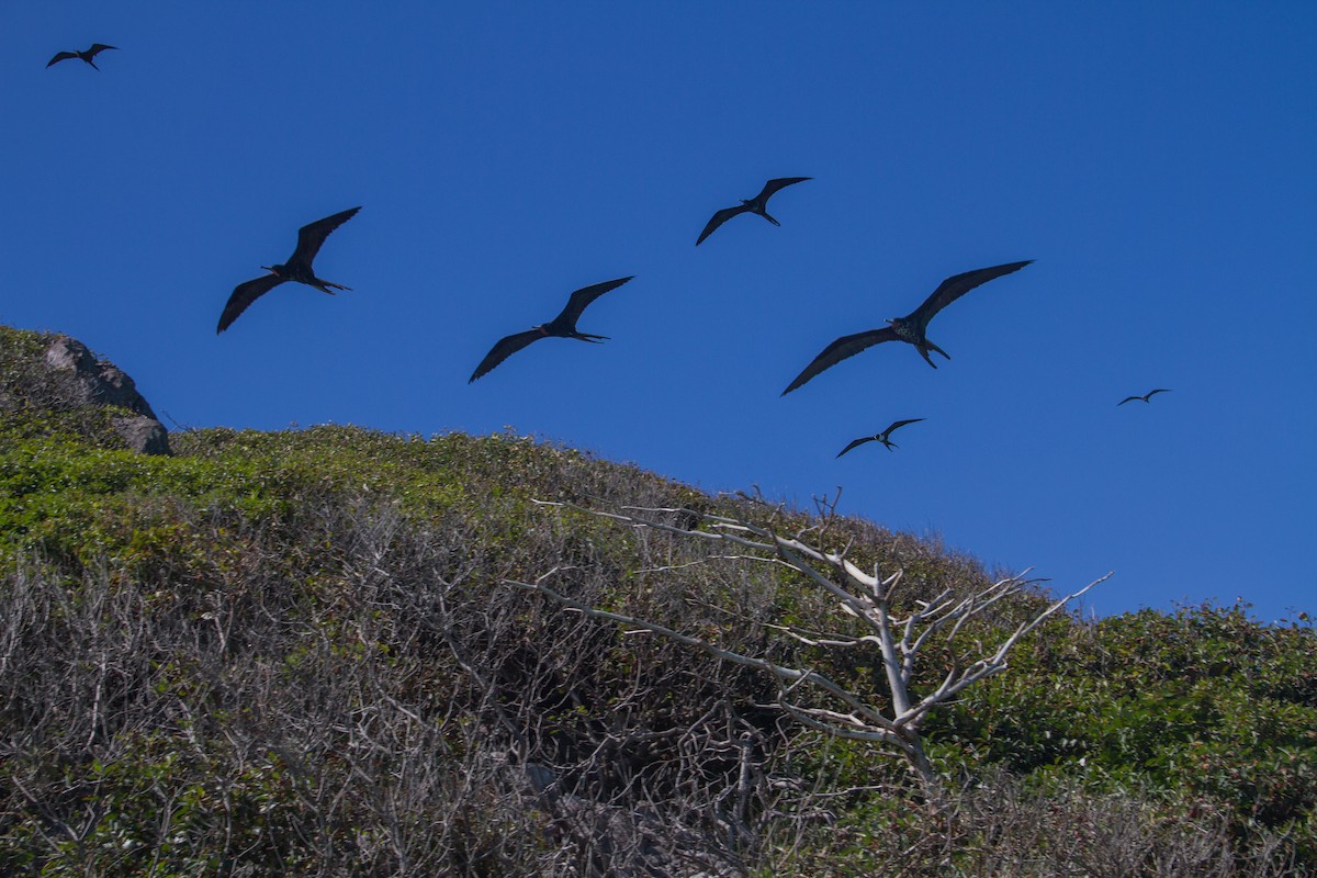 Magnificent Frigatebird - ML441269271