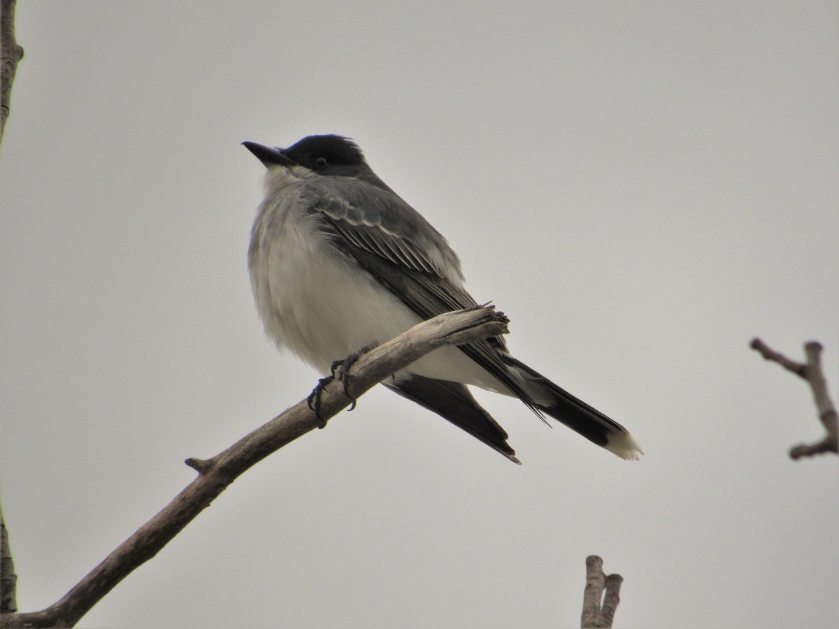 Eastern Kingbird - Elaine Grose