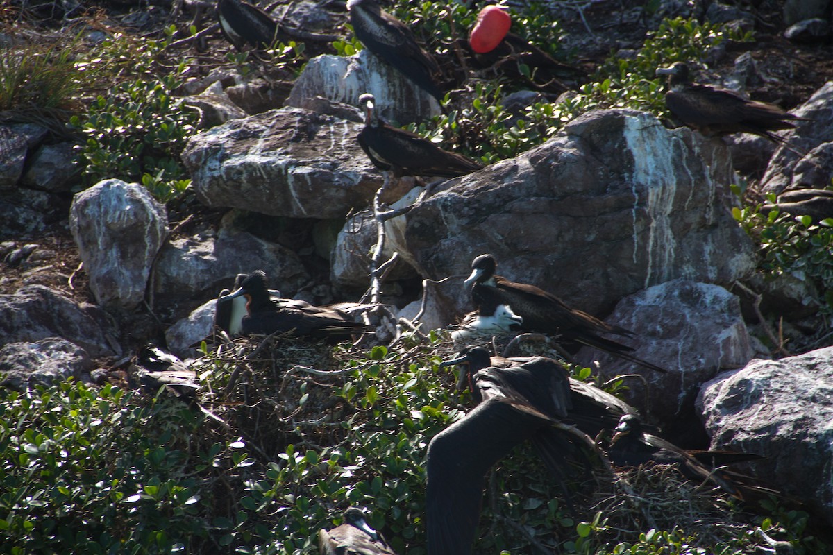 Magnificent Frigatebird - ML441270141