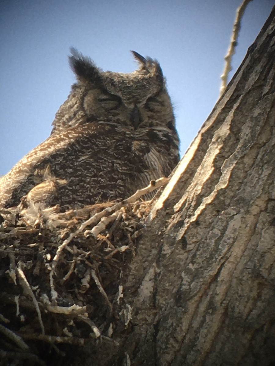 Great Horned Owl - Pam Cahn