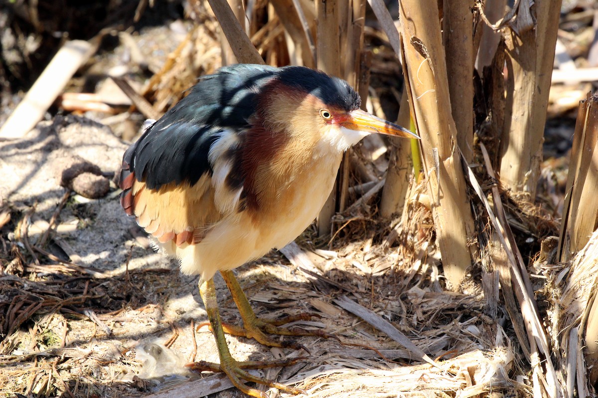 Least Bittern - Becky Harbison