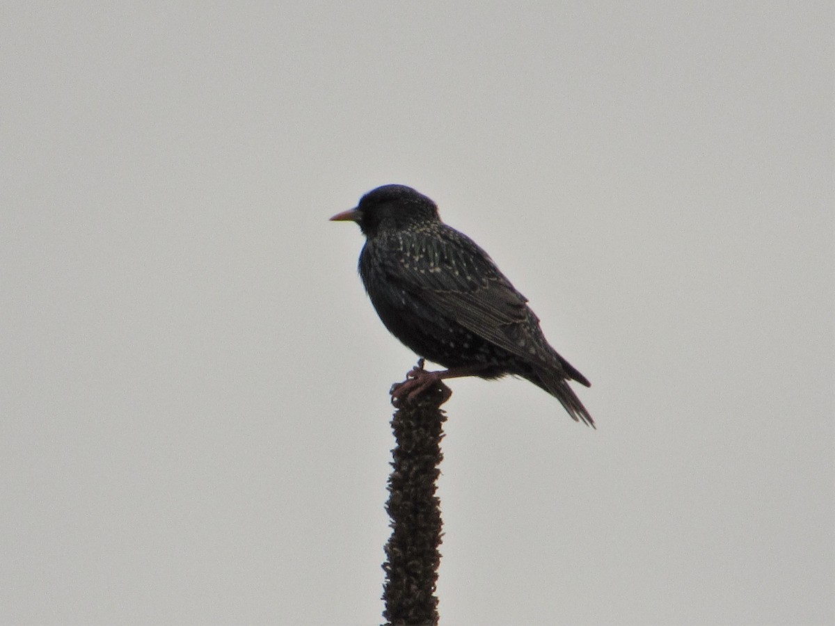 European Starling - ML441271431